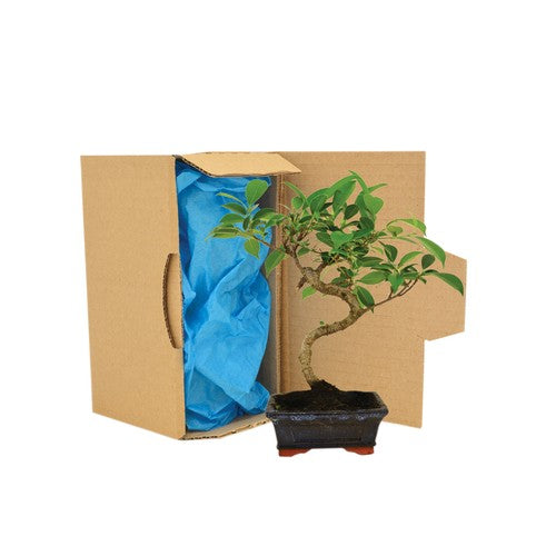 PL08---BONSAI-CARTON-id374-sept25.jpg