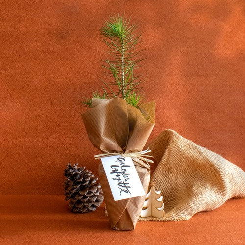 MP28ARBRER_Plant-arbre-id374-fev26.jpg