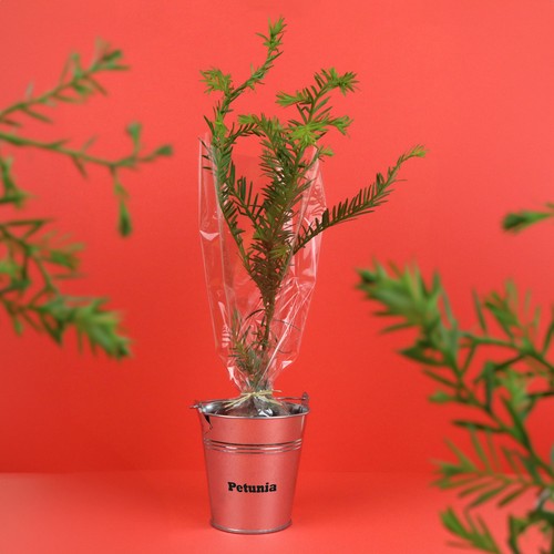 PA03P_sequoia_0168_BD-id374-fev26.jpg