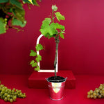 PA03V_Plant-darbre-vigne_IMG_5627-id374-sept25.jpg