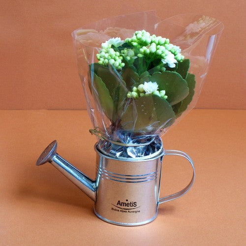 PF06_3512_kalanchoe-id374-fev26.jpg