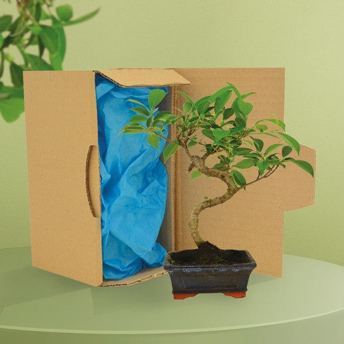 PL08---BONSAI-CARTON_fond_BD-id374-fev26.jpg