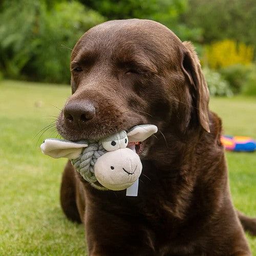 Peluche_singe_pour_chien_MBW___M170020_CYBER26.jpg