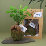 pl32_0_kokedama_4584_bd-id374-oct26.jpg